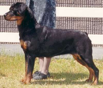 INT/UKC/AM CH LAKEVIEW’S TRINKA (RETIRED)