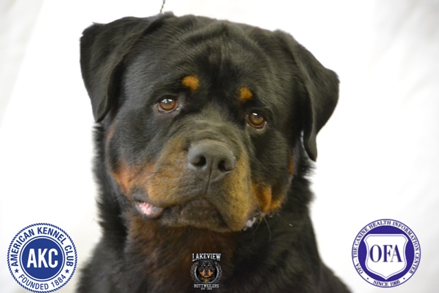 Litters – Lakeview Rottweilers