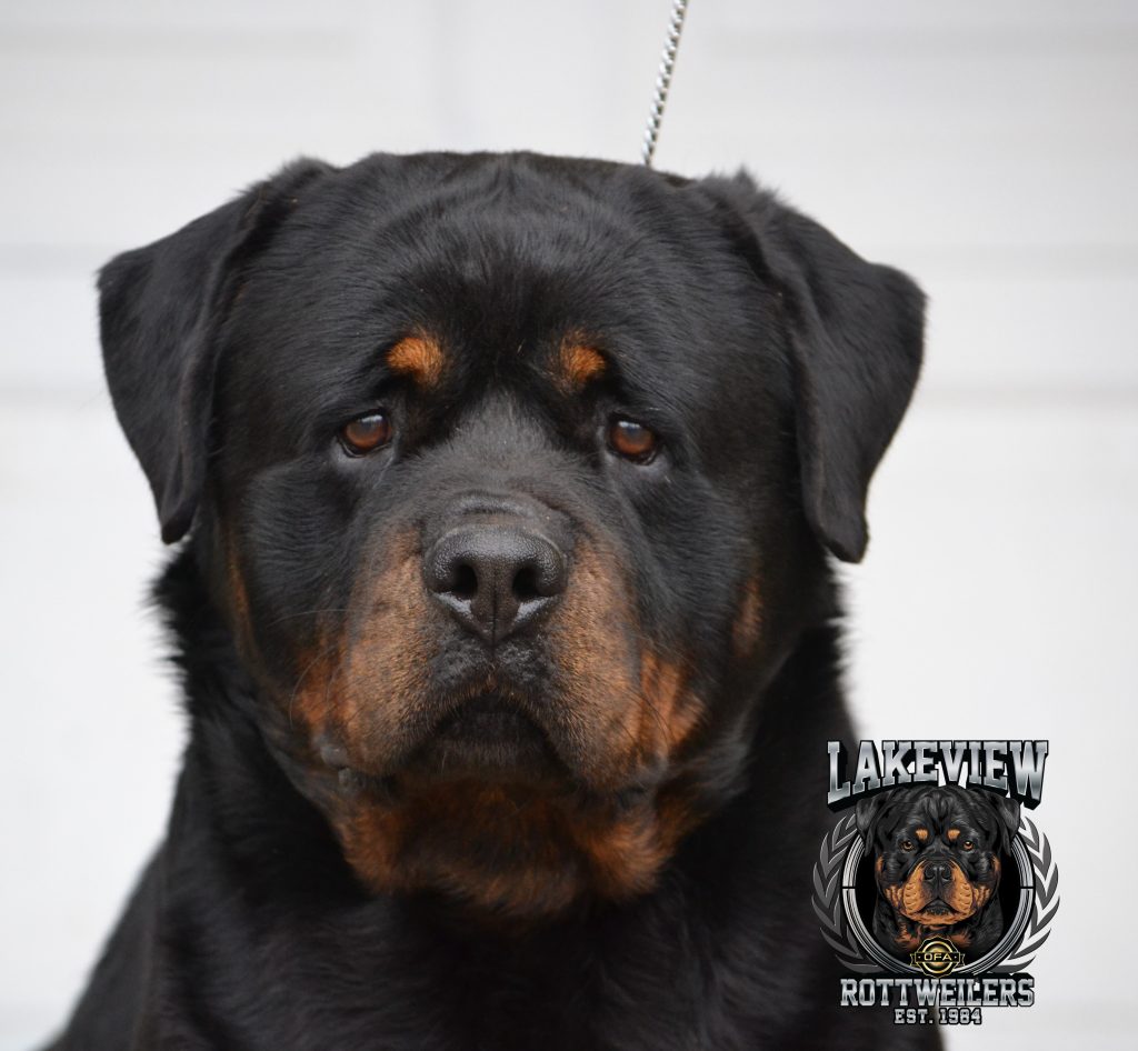 CODY JR. & LAKEVIEW’S TRISHA – Lakeview Rottweilers